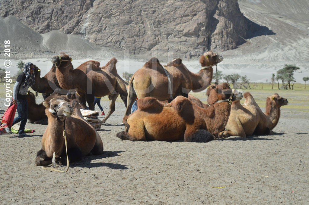 leh ladakh trip view with camel
