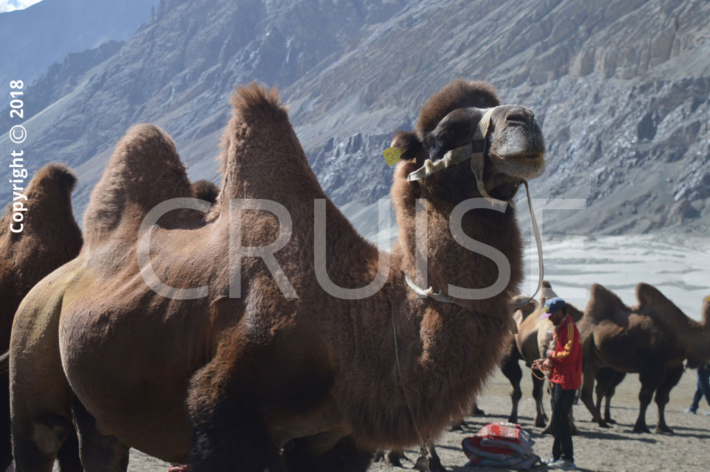 camel in leh ladakh trip